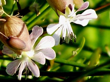 Silene vulgaris